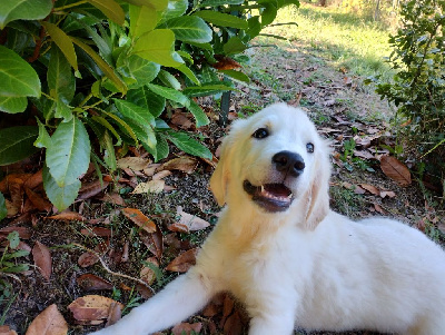 Les chiots de Golden Retriever