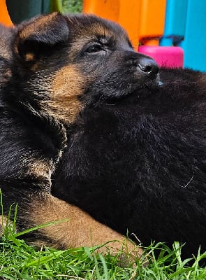 Les chiots de Berger Allemand