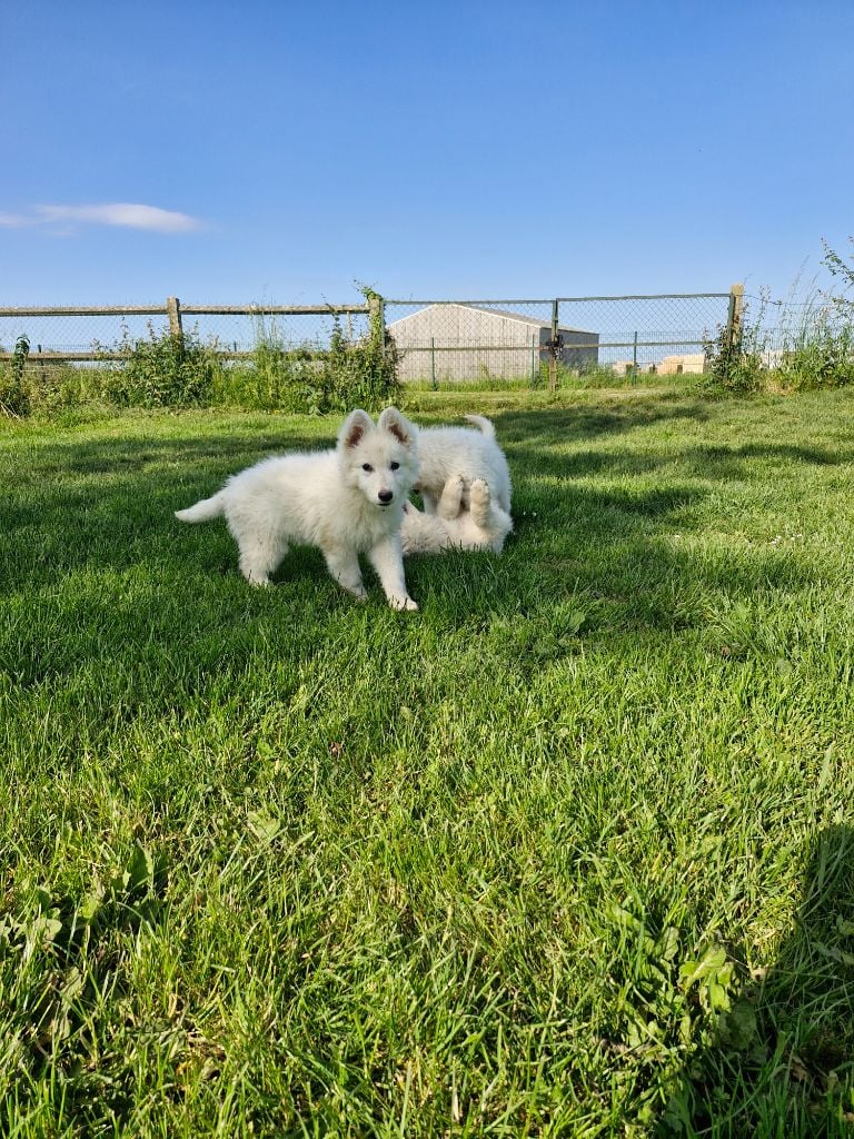 Vick - Berger Blanc Suisse