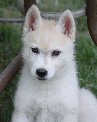 Les chiots de Siberian Husky