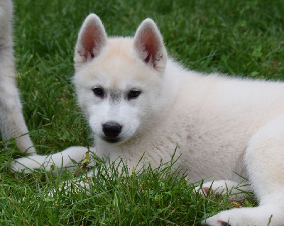 CHIOT - Siberian Husky