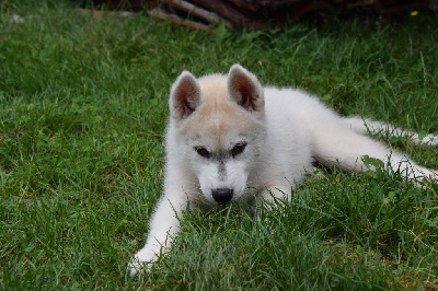 Les chiots de Siberian Husky