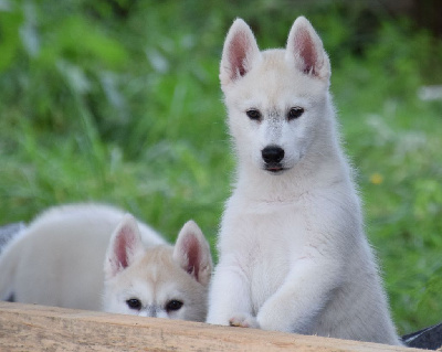 Les chiots de Siberian Husky