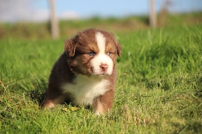 Les chiots de Berger Américain Miniature 