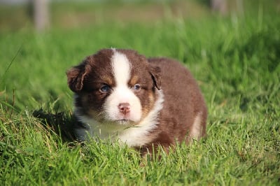 Les chiots de Berger Américain Miniature 