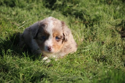 Les chiots de Berger Américain Miniature 