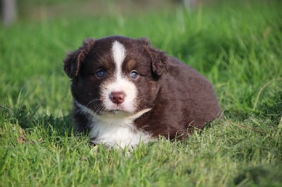 Les chiots de Berger Américain Miniature 