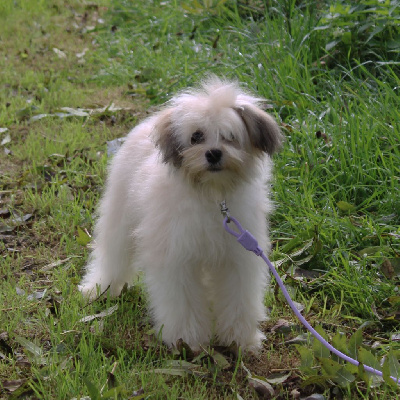 VELOURS - Petit chien lion