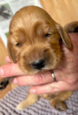 Les chiots de Cocker Spaniel Anglais