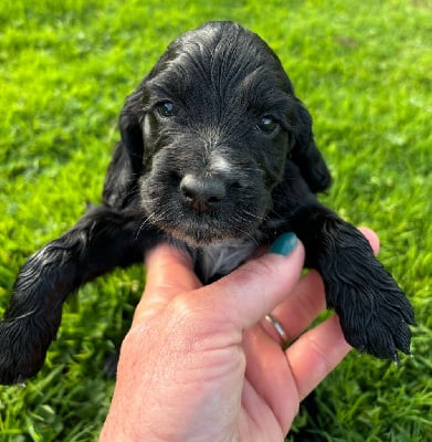 Les chiots de Cocker Spaniel Anglais