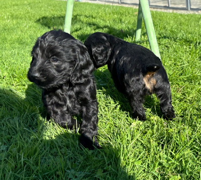 Les chiots de Cocker Spaniel Anglais