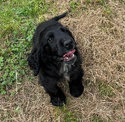 Les chiots de Cocker Spaniel Anglais