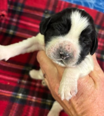 v................ - English Springer Spaniel