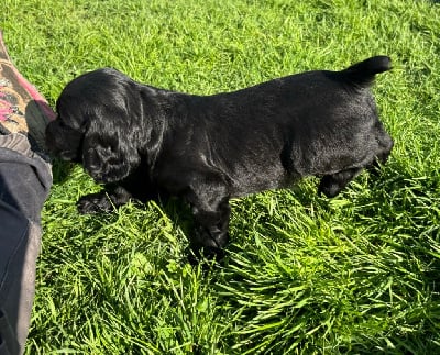 Les chiots de Cocker Spaniel Anglais