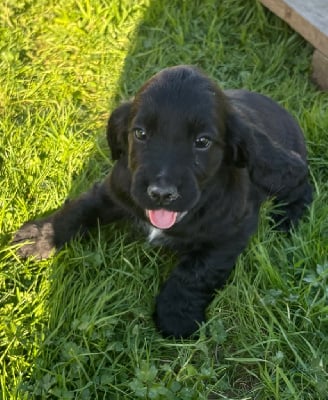 Les chiots de Cocker Spaniel Anglais