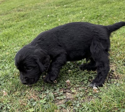 Les chiots de Cocker Spaniel Anglais