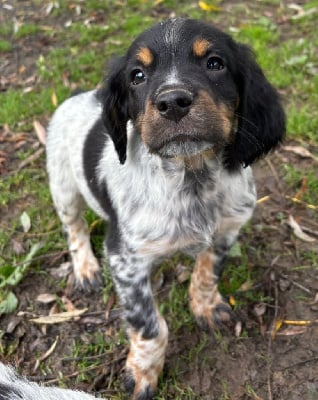 Les chiots de Epagneul Breton