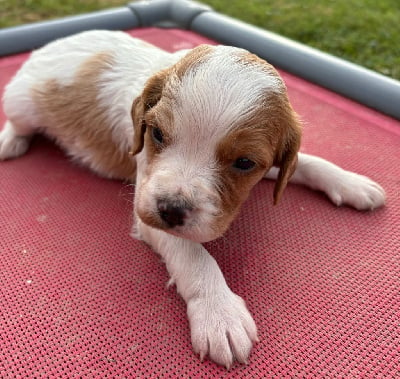 Les chiots de Epagneul Breton