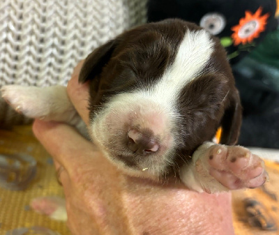 Les chiots de English Springer Spaniel