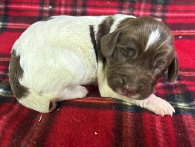 v.................. - English Springer Spaniel