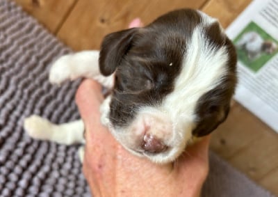 V............. - English Springer Spaniel