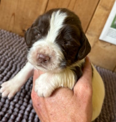 V........................ - English Springer Spaniel