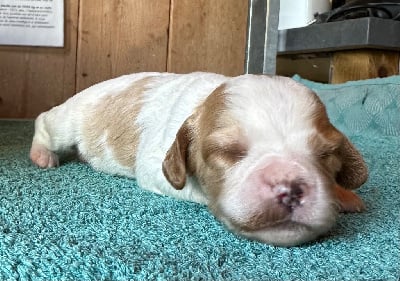 Les chiots de Epagneul Breton