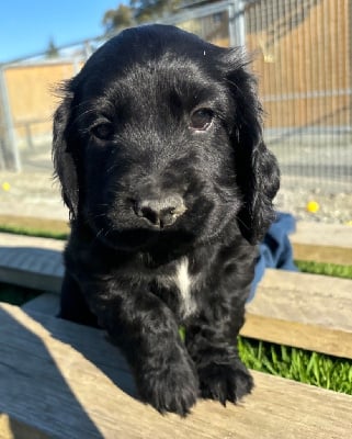 Les chiots de Cocker Spaniel Anglais