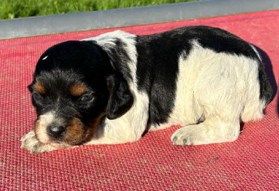 Les chiots de Epagneul Breton