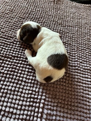 Les chiots de English Springer Spaniel