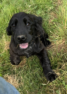 Les chiots de Cocker Spaniel Anglais