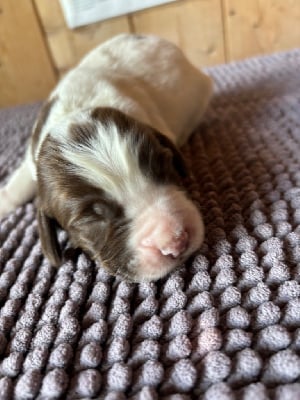 Les chiots de English Springer Spaniel