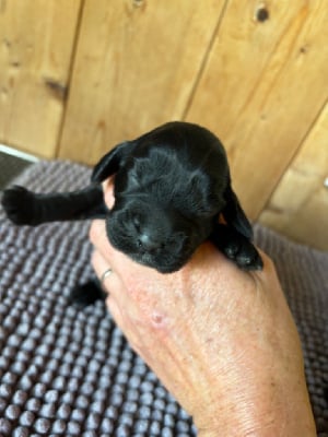 Les chiots de Cocker Spaniel Anglais