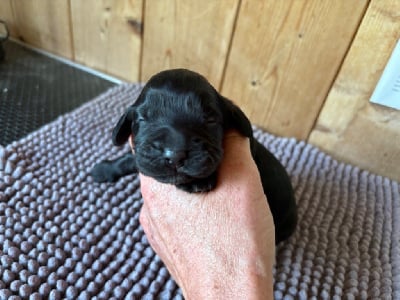 Les chiots de Cocker Spaniel Anglais