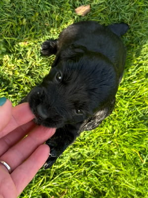 Les chiots de Cocker Spaniel Anglais