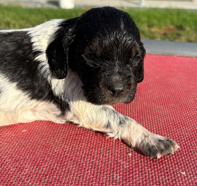 Les chiots de Epagneul Breton