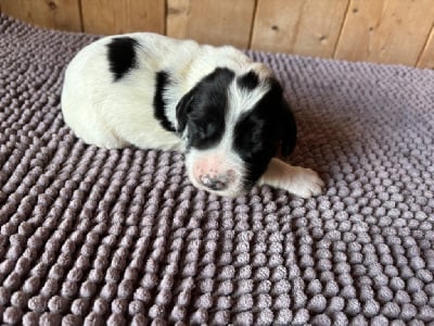 Les chiots de English Springer Spaniel