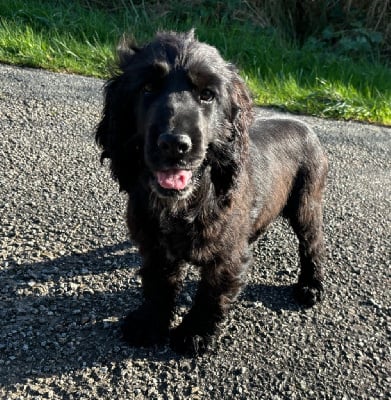 Les chiots de Cocker Spaniel Anglais