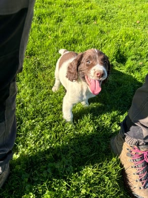 Les chiots de English Springer Spaniel