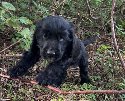 Les chiots de Cocker Spaniel Anglais