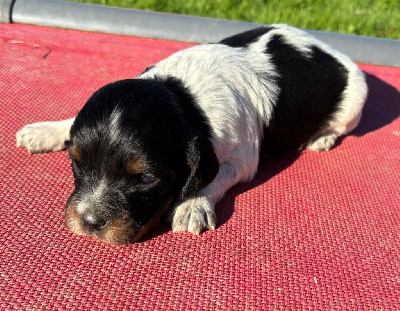 Les chiots de Epagneul Breton