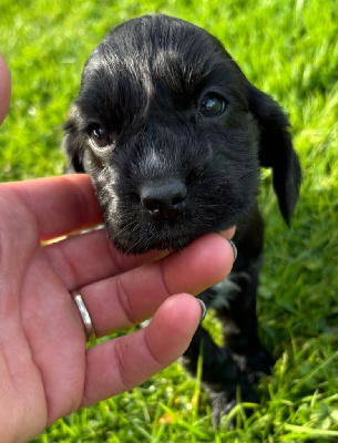 Les chiots de Cocker Spaniel Anglais