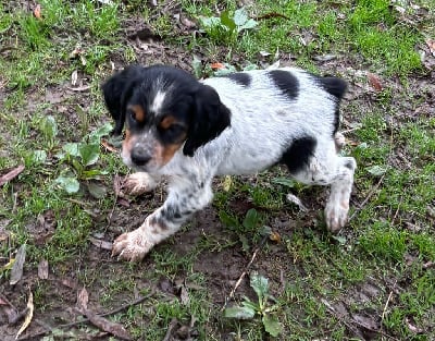 Les chiots de Epagneul Breton