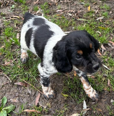 Les chiots de Epagneul Breton