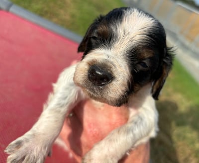 Les chiots de Epagneul Breton