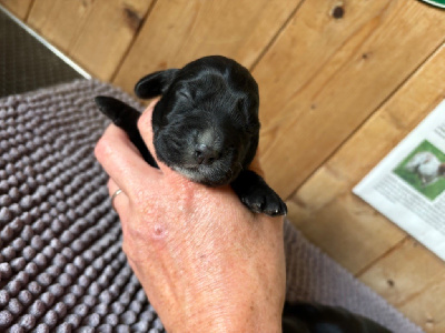 Les chiots de Cocker Spaniel Anglais