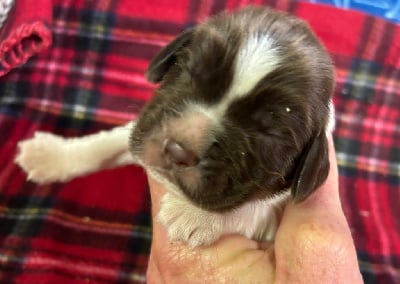 v.................. - English Springer Spaniel