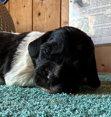 Les chiots de Epagneul Breton