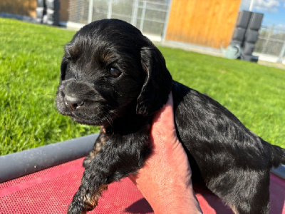 Les chiots de Cocker Spaniel Anglais