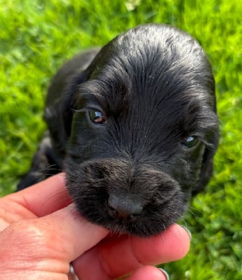 Les chiots de Cocker Spaniel Anglais